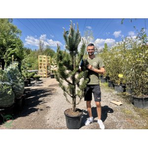 Borovica čierna (Pinus nigra) ´OREGON GREEN´ – výška 150-180 cm, kont. C35L